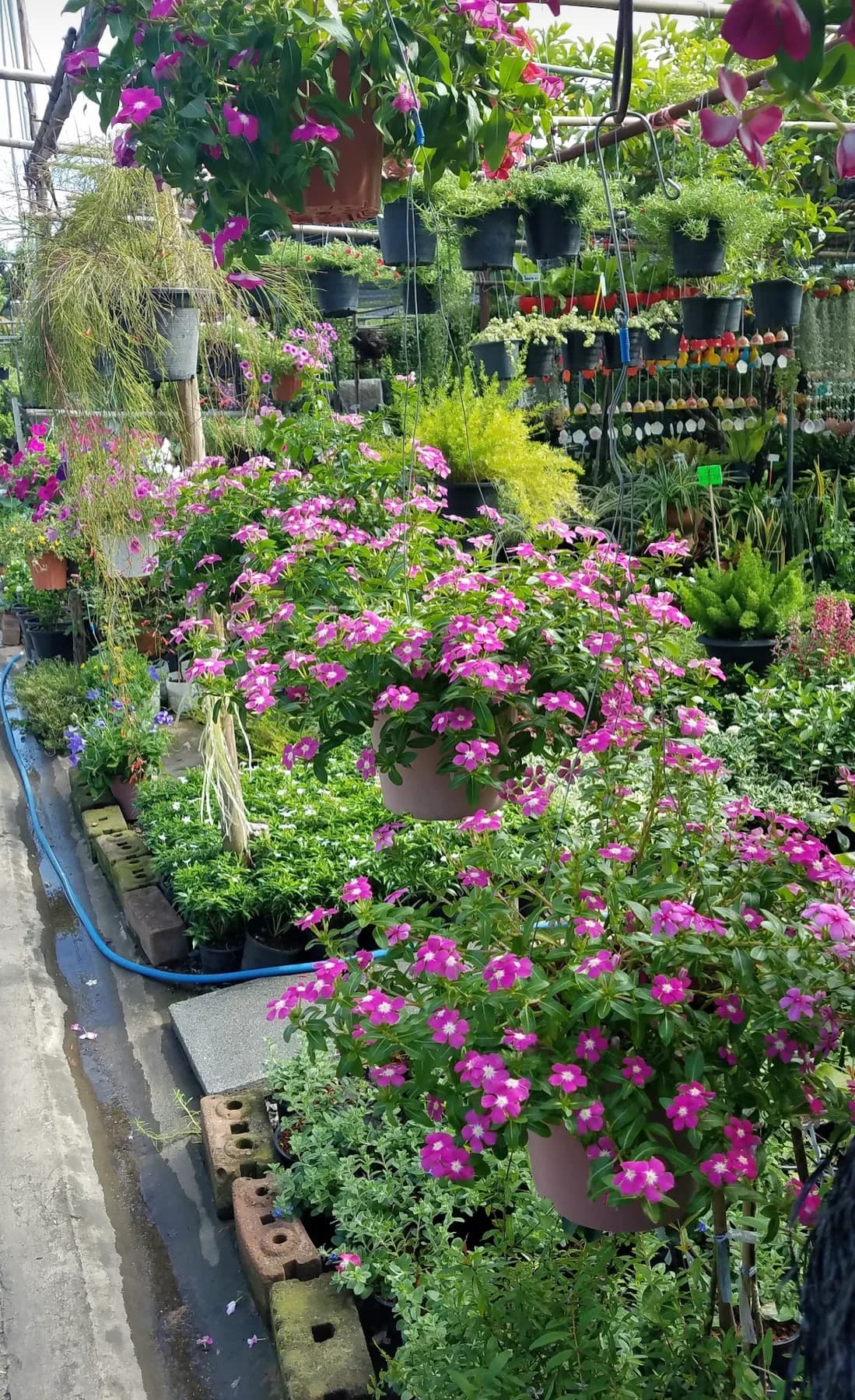 Plant Shop